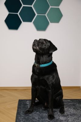 Bild eines schwarzen Labrador
